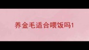 养金毛适合喂饭吗