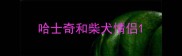 哈士奇和柴犬情侣