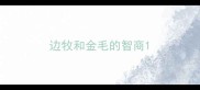 边牧和金毛的智商