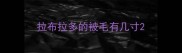 拉布拉多的被毛有几寸