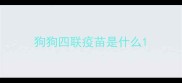 狗狗四联疫苗是什么