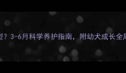 吉娃娃犬几个月定型3-6月科学养护指南附幼犬成长全周期图鉴养宠干货
