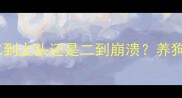 柴犬VS哈士奇二到上头还是二到崩溃养狗人必看避坑指南