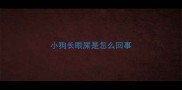 小狗长眼屎是怎么回事