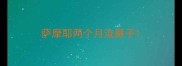 萨摩耶两个月流鼻子