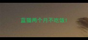 蓝猫两个月不吃饭