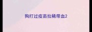 狗打过疫苗拉稀带血