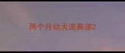 两个月幼犬流鼻涕
