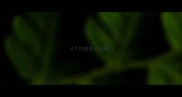 4个月的金毛拉稀