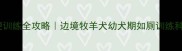 边牧排便训练全攻略边境牧羊犬幼犬期如厕训练科学指南