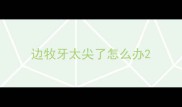 边牧牙太尖了怎么办