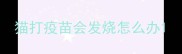 猫打疫苗会发烧怎么办