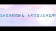 拉布拉多智商排名为何稳居犬类前三甲