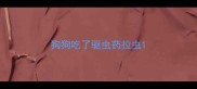 狗狗吃了驱虫药拉虫