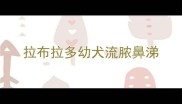 拉布拉多幼犬流脓鼻涕