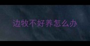 边牧不好养怎么办