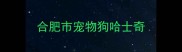 合肥市宠物狗哈士奇