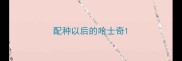 配种以后的哈士奇