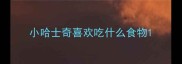 小哈士奇喜欢吃什么食物