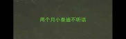 两个月小泰迪不听话