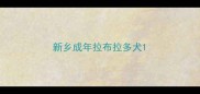 新乡成年拉布拉多犬
