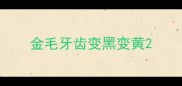 金毛牙齿变黑变黄