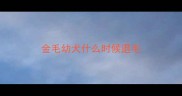 金毛幼犬什么时候退毛