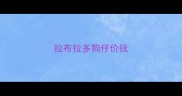 拉布拉多狗仔价钱