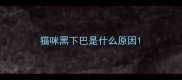 猫咪黑下巴是什么原因