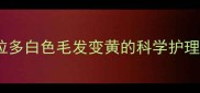 拉布拉多白色毛发变黄的科学护理指南