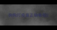 狗狗打疫苗正确教程
