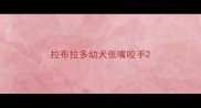 拉布拉多幼犬张嘴咬手