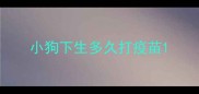 小狗下生多久打疫苗