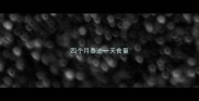 四个月泰迪一天食量