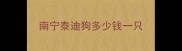 南宁泰迪狗多少钱一只