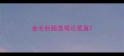 金毛后腿是弯还是直