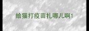 给猫打疫苗扎哪儿啊