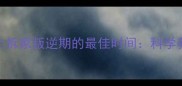 猫咪停止拆家叛逆期的最佳时间科学养护指南