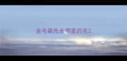 金毛最先长哪里的毛