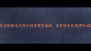 边牧吃自制粮毛色变白科学喂养指南营养缺失还是遗传问题