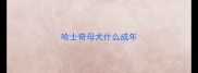 哈士奇母犬什么成年