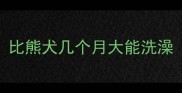 比熊犬几个月大能洗澡