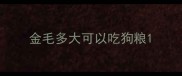 金毛多大可以吃狗粮