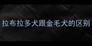 拉布拉多犬跟金毛犬的区别