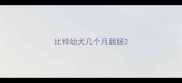 比特幼犬几个月翻肠