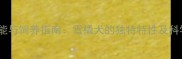 哈士奇的功能与饲养指南雪橇犬的独特特性及科学养护方法