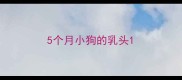5个月小狗的乳头