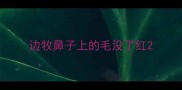 边牧鼻子上的毛没了红