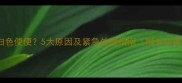 狗狗出现白色便便5大原因及紧急处理指南附专业兽医建议