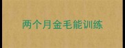 两个月金毛能训练